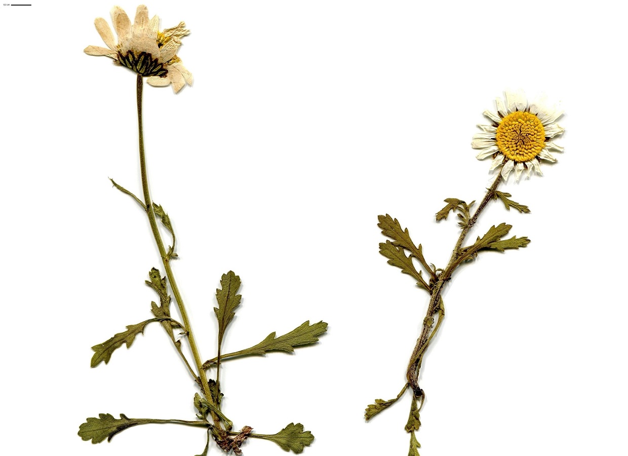 Leucanthemum gaudinii (Asteraceae)